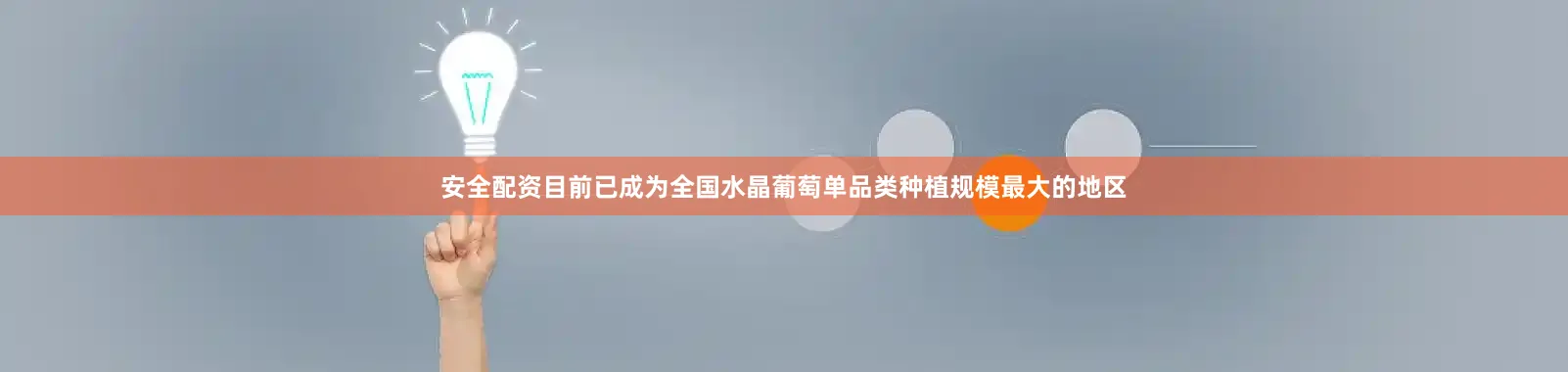 安全配资目前已成为全国水晶葡萄单品类种植规模最大的地区