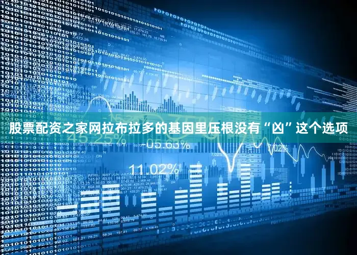 股票配资之家网拉布拉多的基因里压根没有“凶”这个选项