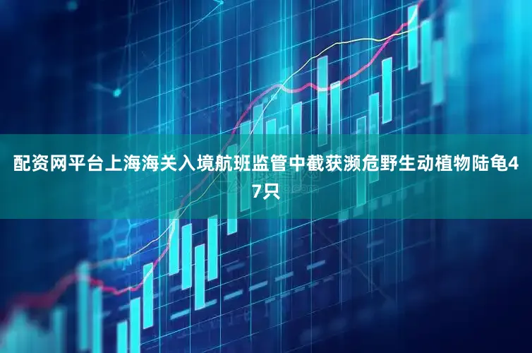 配资网平台上海海关入境航班监管中截获濒危野生动植物陆龟47只